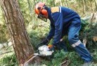 Woodsdaletree-cutting-services-21.jpg; ?>